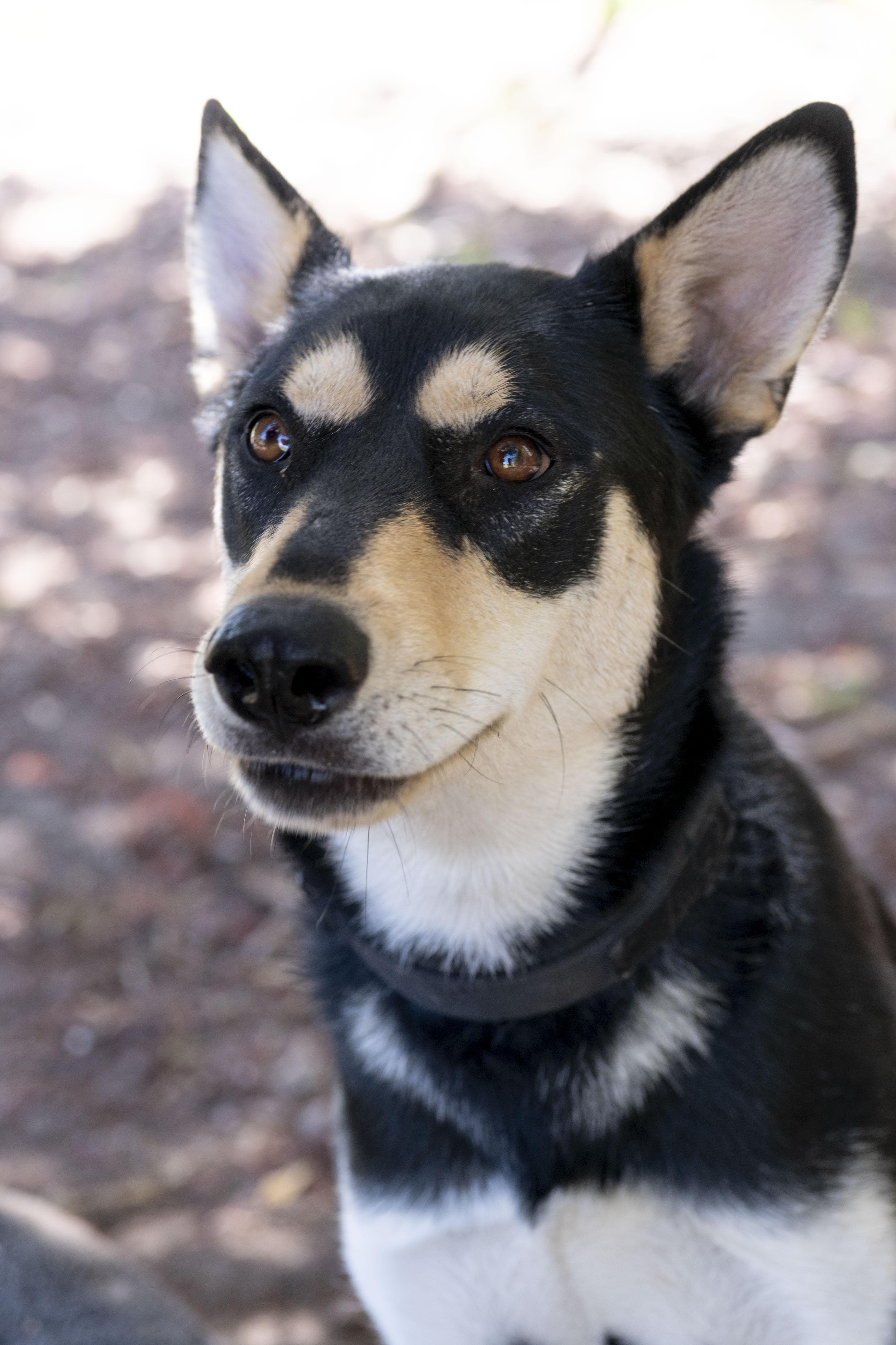 Maxie, an adoptable mixed breed in Petaluma, CA image 2/6