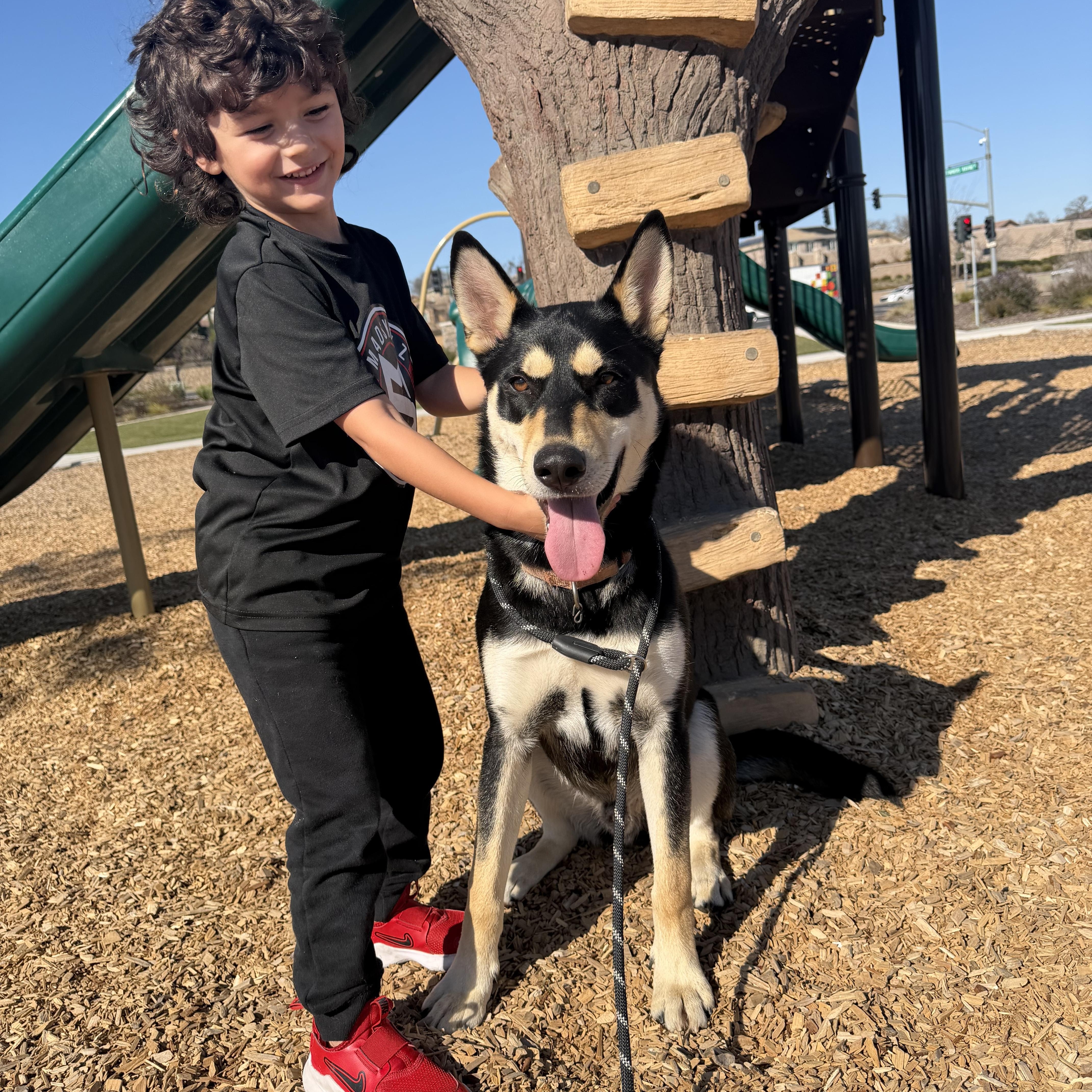 Enlarge Maxie, a ADOPTABLE mixed breed in Petaluma, CA image 5/6