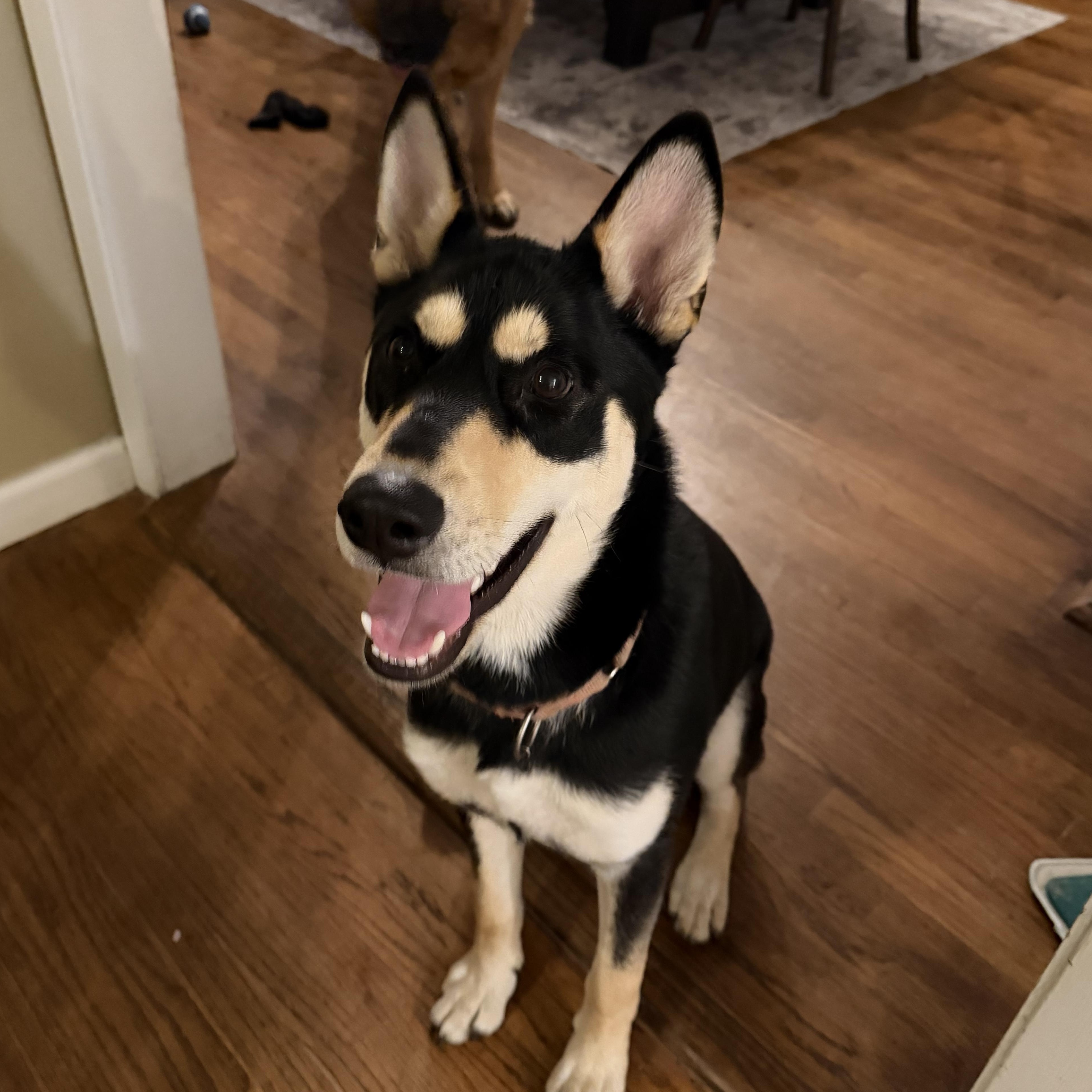 Enlarge Maxie, a ADOPTABLE mixed breed in Petaluma, CA image 3/6