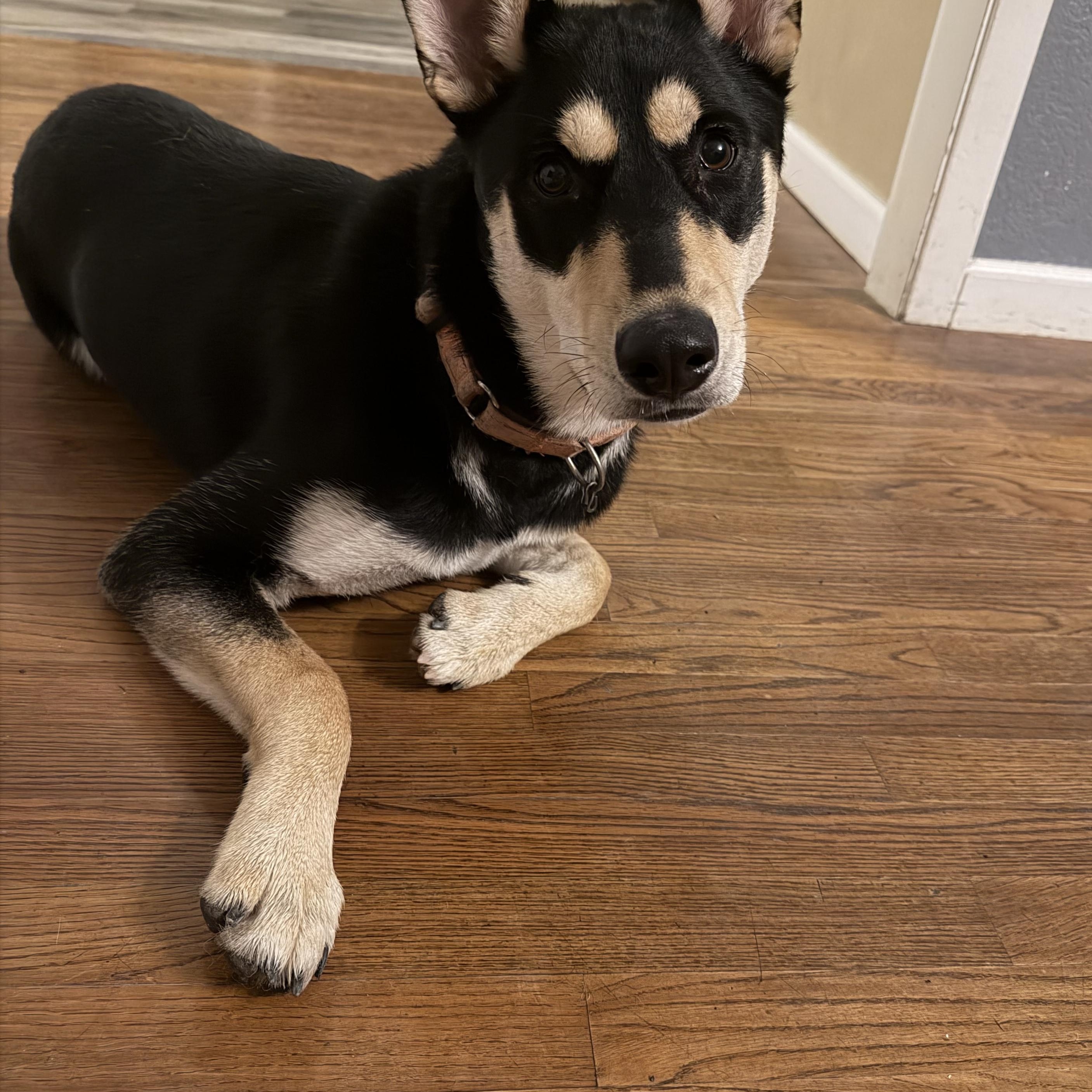 Enlarge Maxie, a ADOPTABLE mixed breed in Petaluma, CA image 6/6