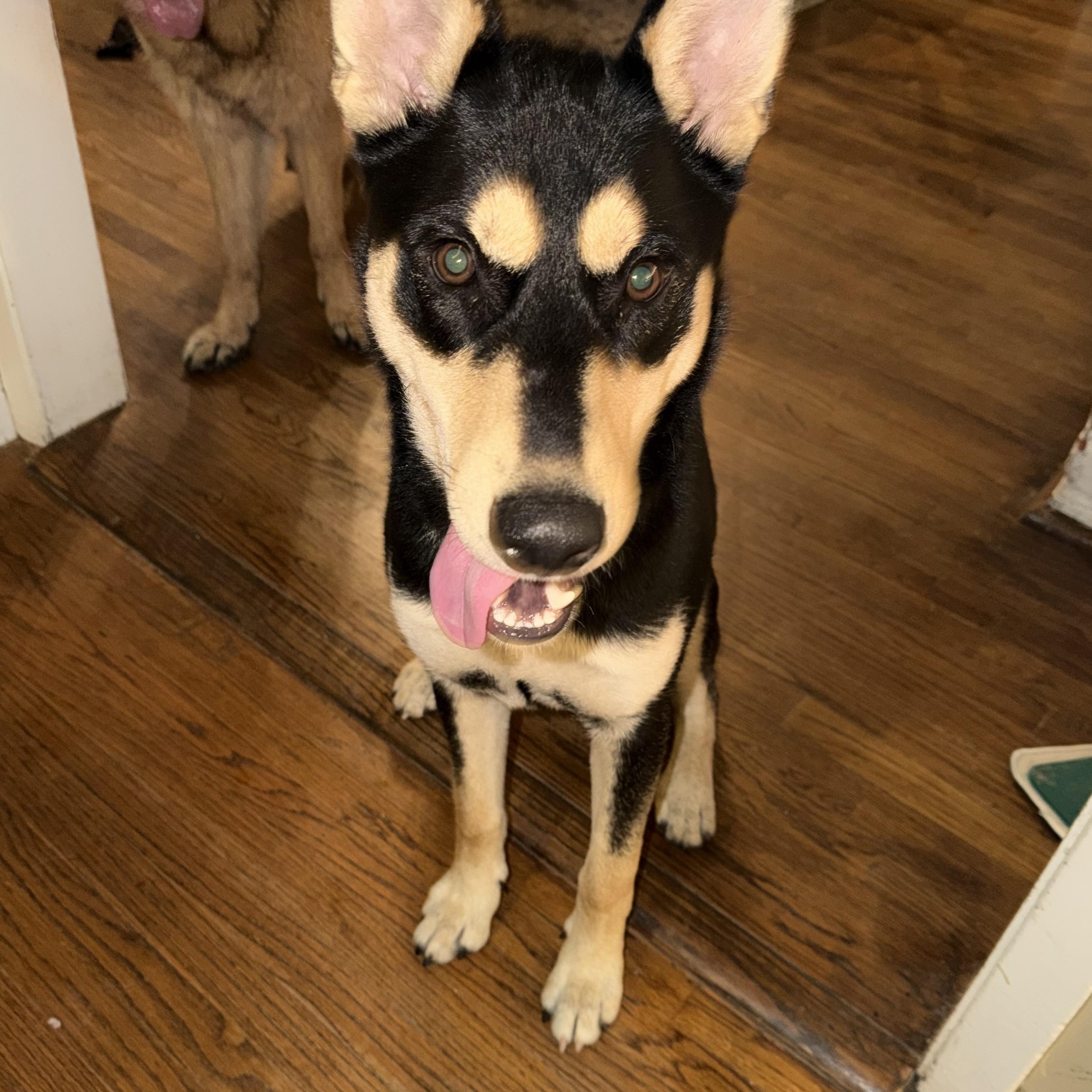 Enlarge Maxie, a ADOPTABLE mixed breed in Petaluma, CA image 4/6