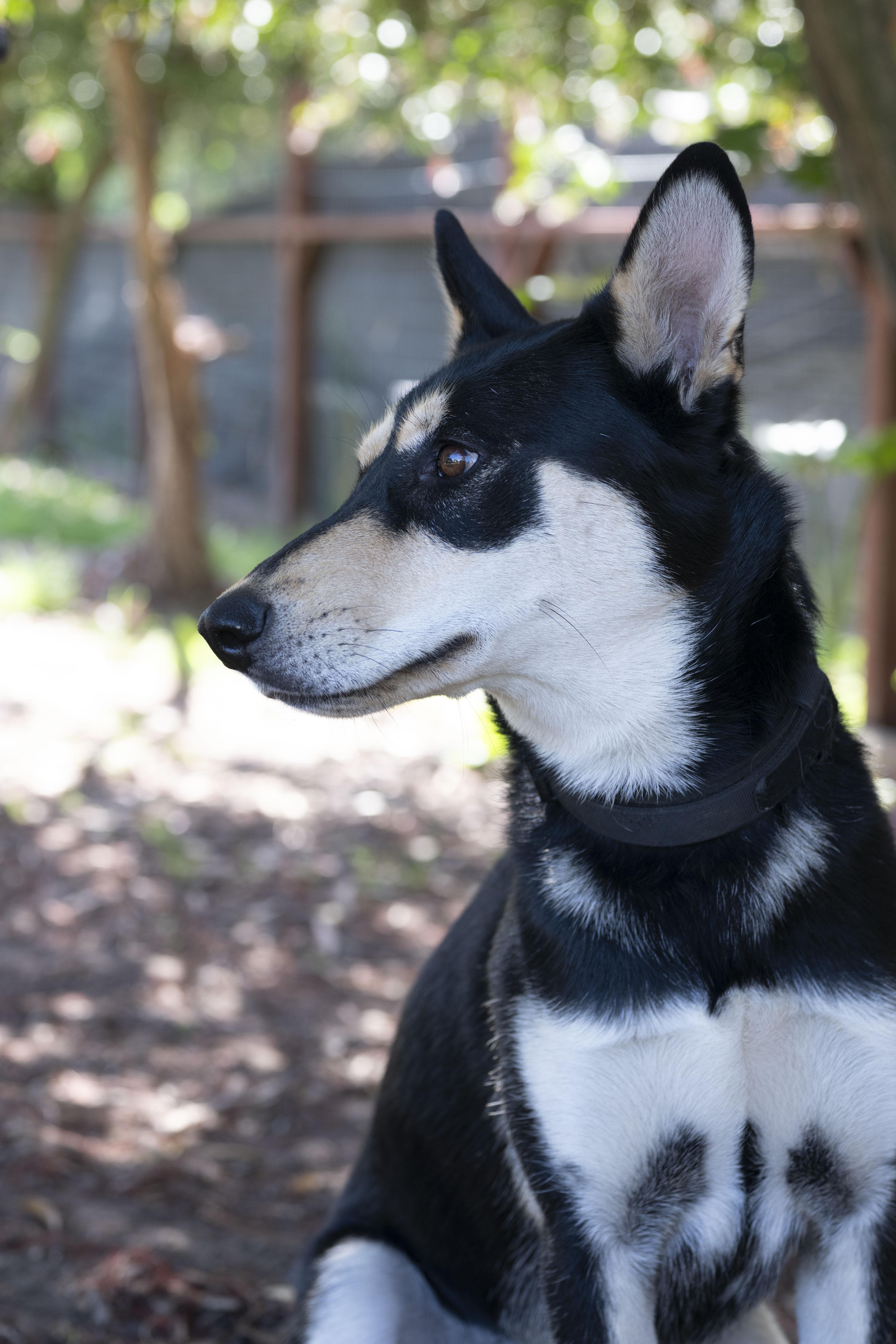 Maxie, an adoptable mixed breed in Petaluma, CA image 3/6