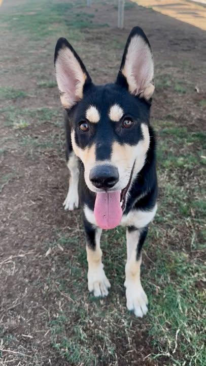 Enlarge Maxie, a ADOPTABLE mixed breed in Petaluma, CA image 1/6