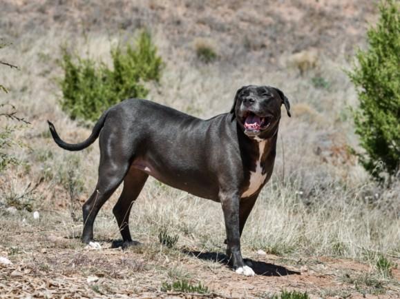 Enlarge DELILAH, a Adoptable Mixed Breed in Santa Fe, NM image 1/1