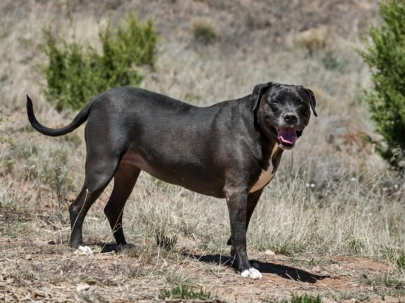 DELILAH, Adoptable, Adult Female Mixed Breed.