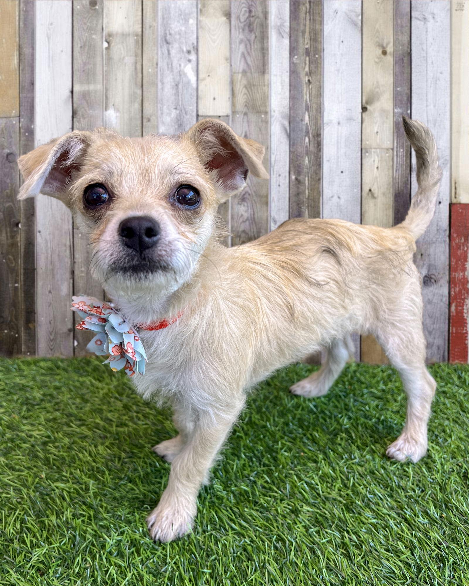 Enlarge Tia, a Adoptable Chihuahua in Corona, CA image 2/3