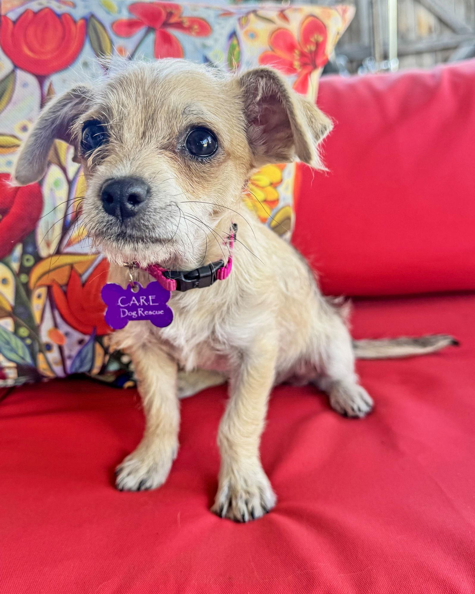 Enlarge Tia, a Adoptable Chihuahua in Corona, CA image 3/3