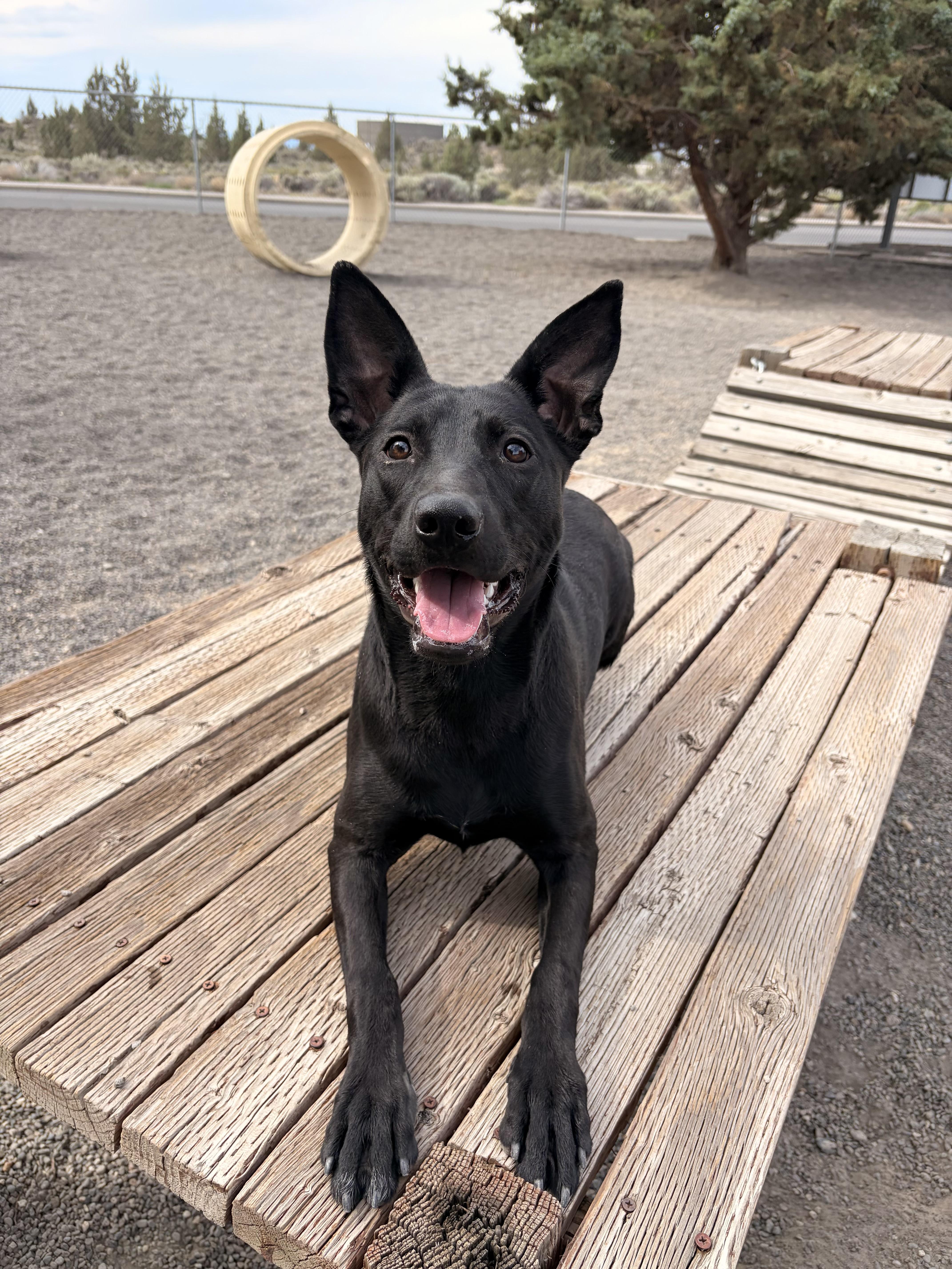 Pudding, ADOPTABLE, Young Female Belgian Shepherd / Malinois.