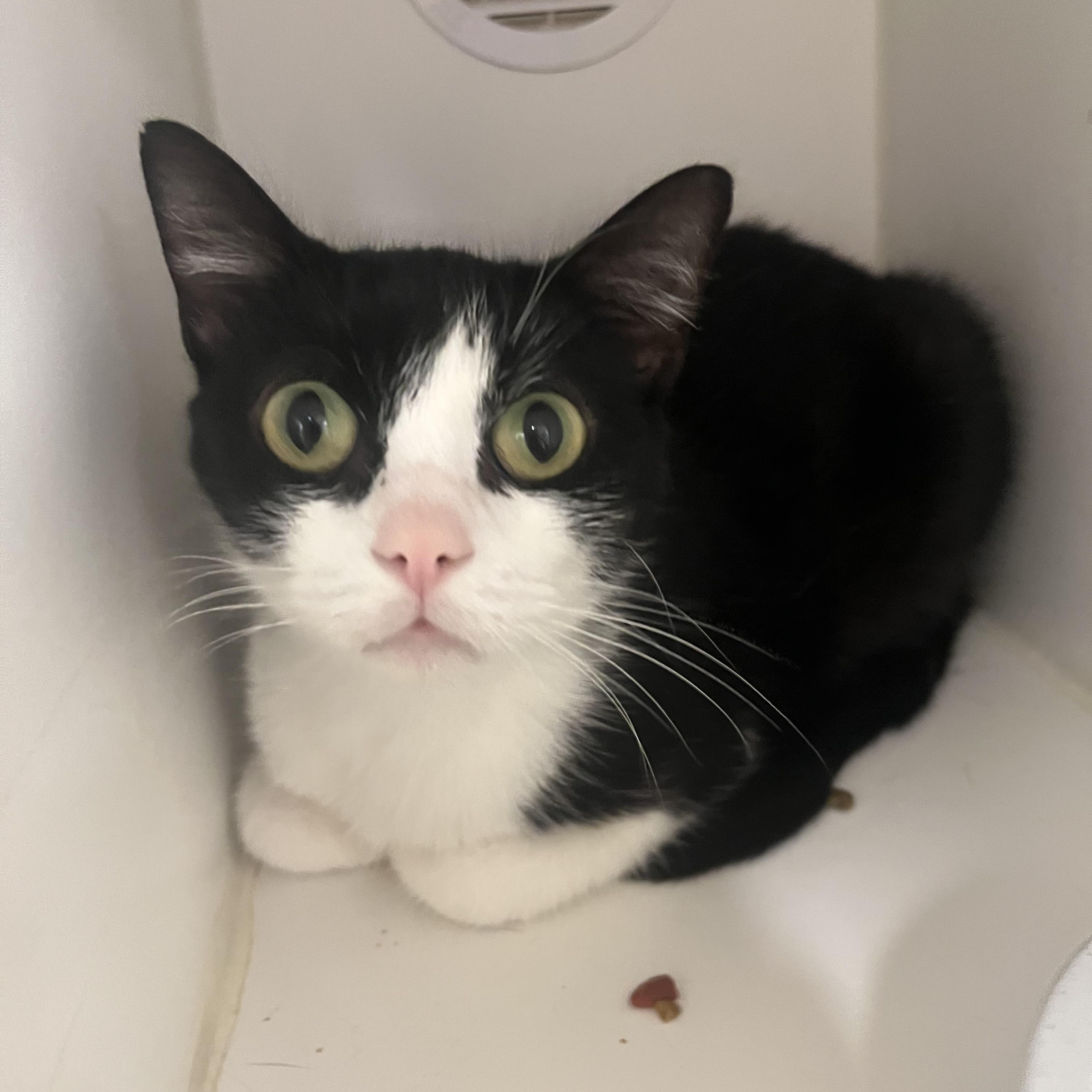 Jyn, Adoptable, Adult Female Domestic Short Hair.