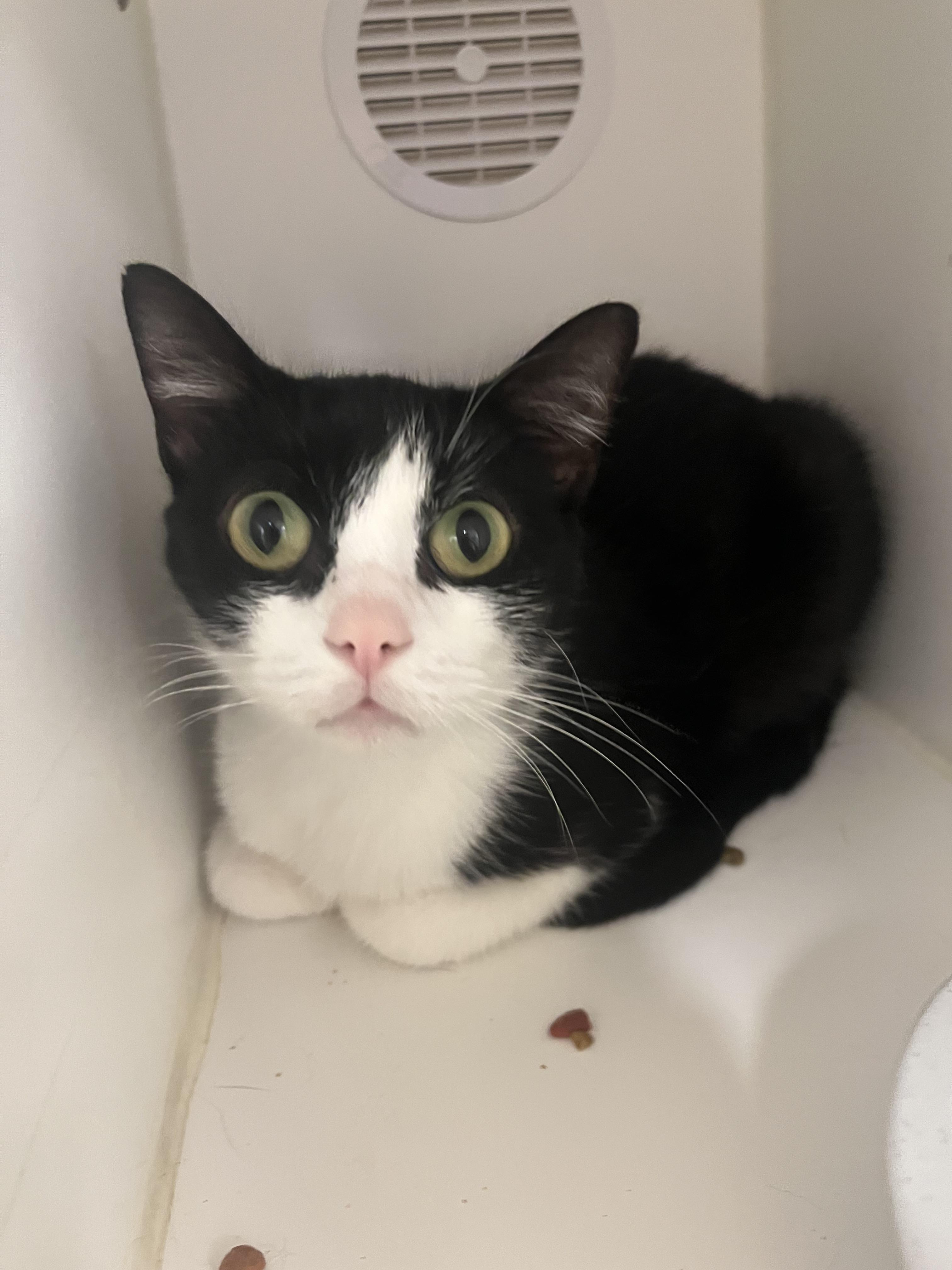 Enlarge Jyn, a Adoptable Domestic Short Hair in Kingsport, TN image 2/2