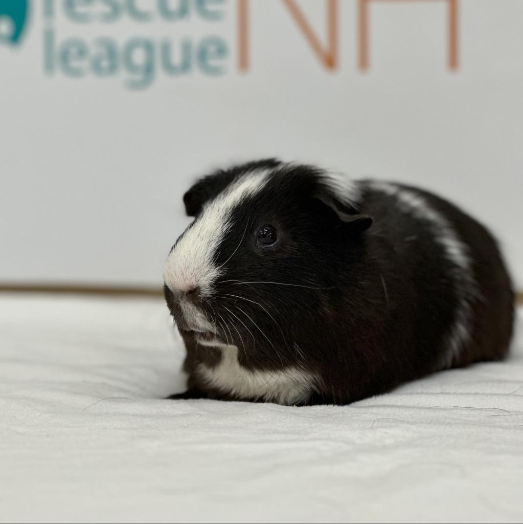 Oreo, Adoptable, Adult Male Guinea Pig.