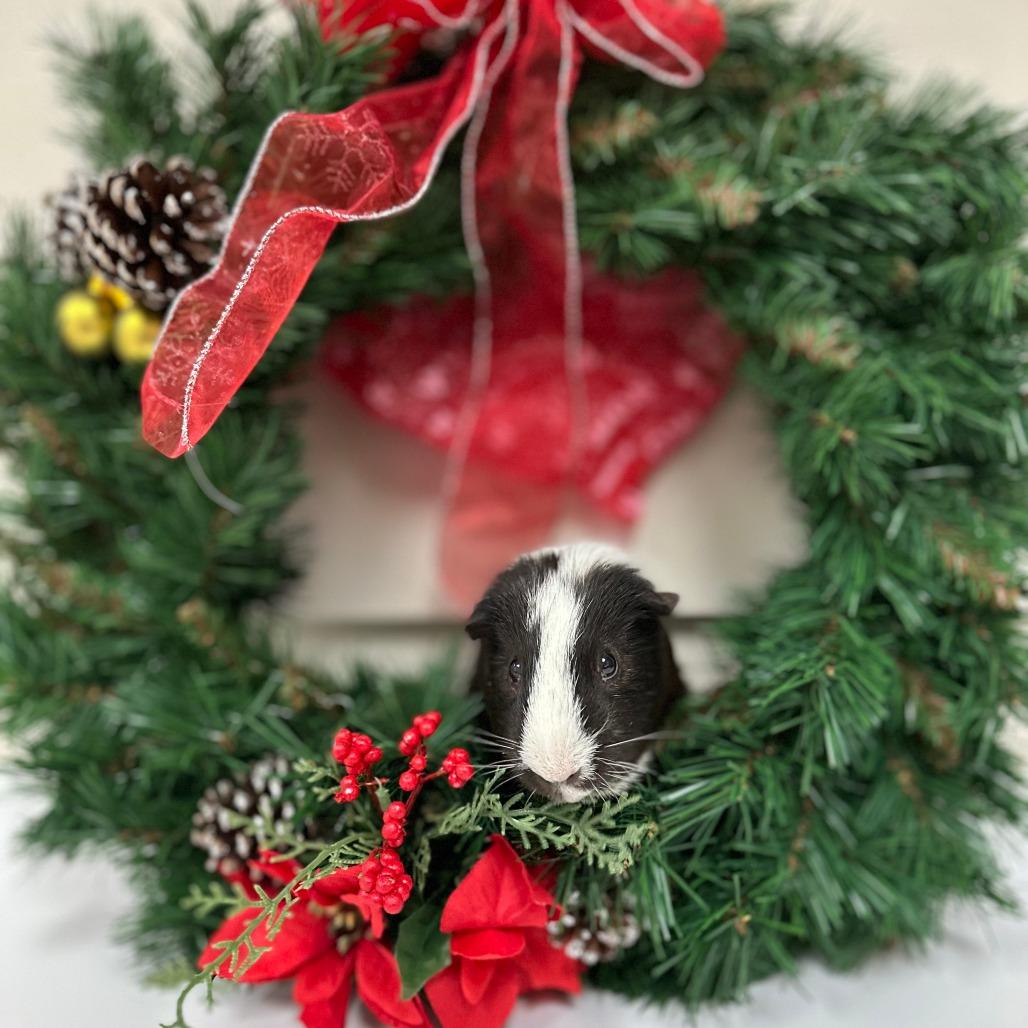 Enlarge Oreo, a Adoptable Guinea Pig in Bedford, NH image 2/2