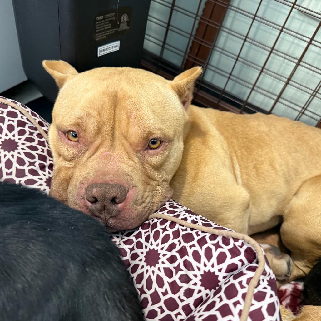 Cocoa, a Adoptable English Bulldog in Waldorf, MD image 1/2