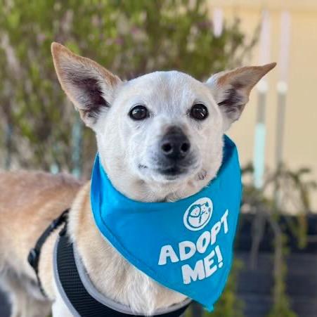Enlarge Newt, a Adoptable mixed breed in Pacific Grove, CA image 1/6