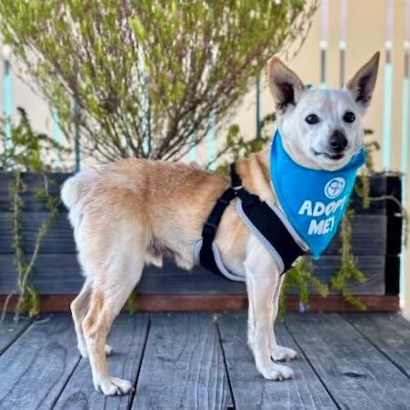 Enlarge Newt, a Adoptable mixed breed in Pacific Grove, CA image 2/6