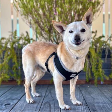 Enlarge Newt, a Adoptable mixed breed in Pacific Grove, CA image 3/6