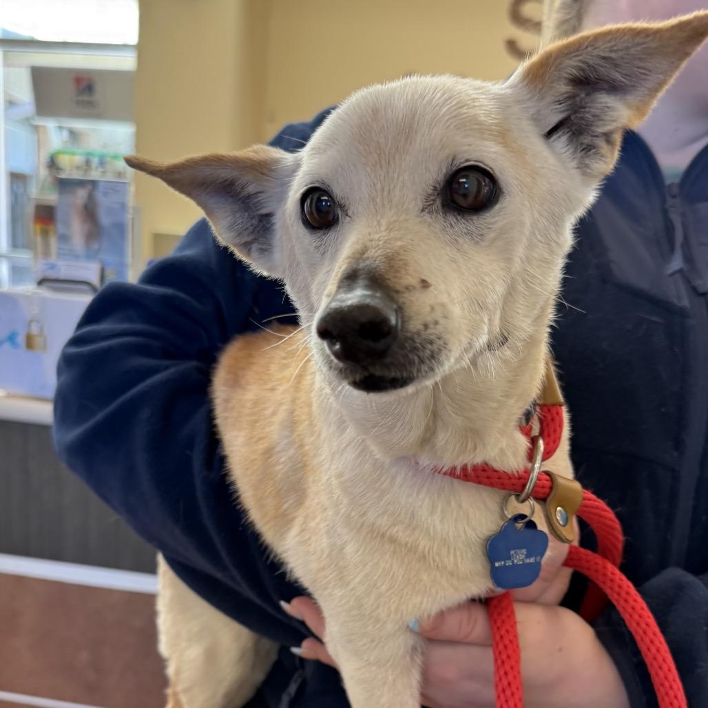 Enlarge Newt, a Adoptable mixed breed in Pacific Grove, CA image 6/6
