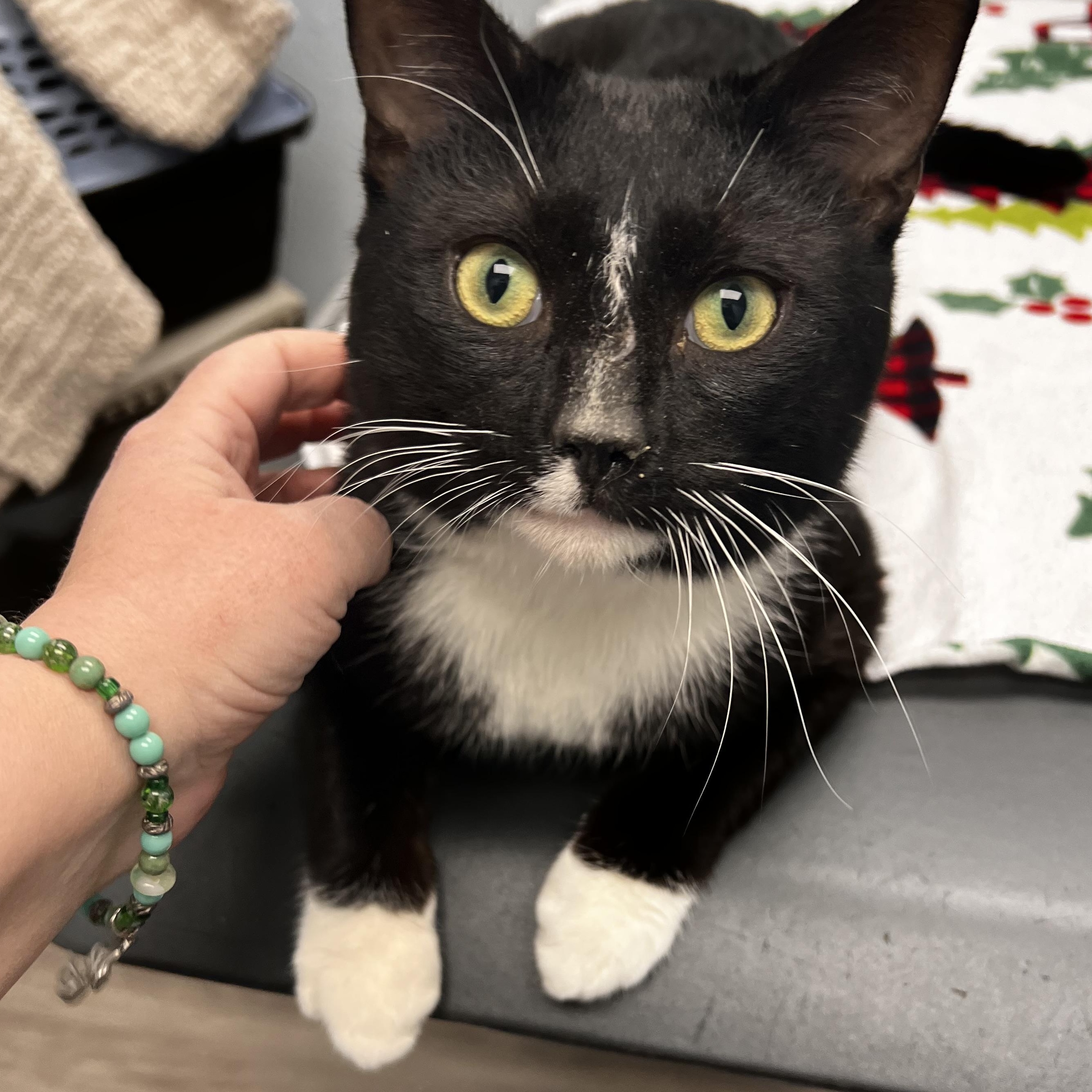 Enlarge Pirate Pete, an adopted mixed breed in Racine, WI image 2/4