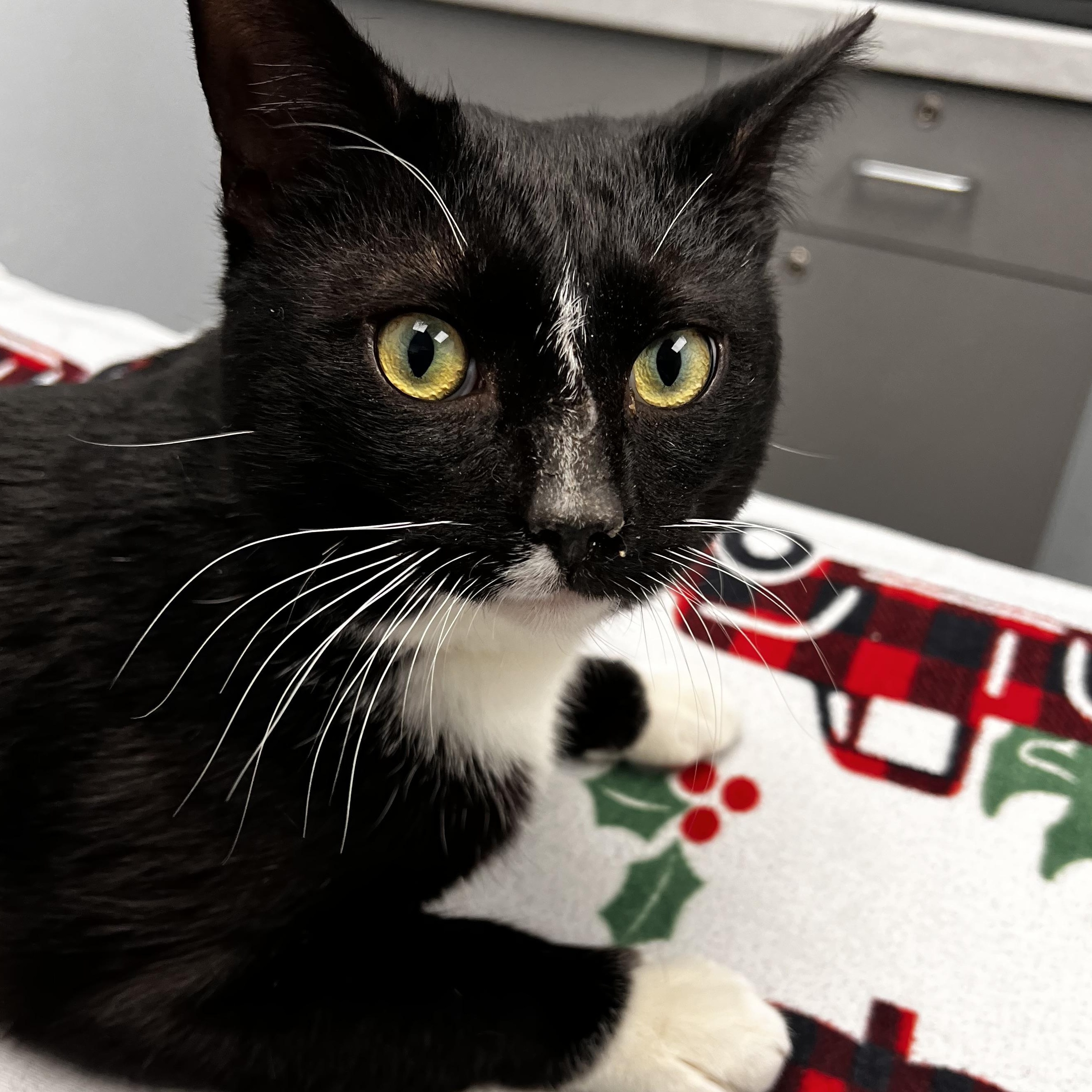 Enlarge Pirate Pete, an adopted mixed breed in Racine, WI image 1/4