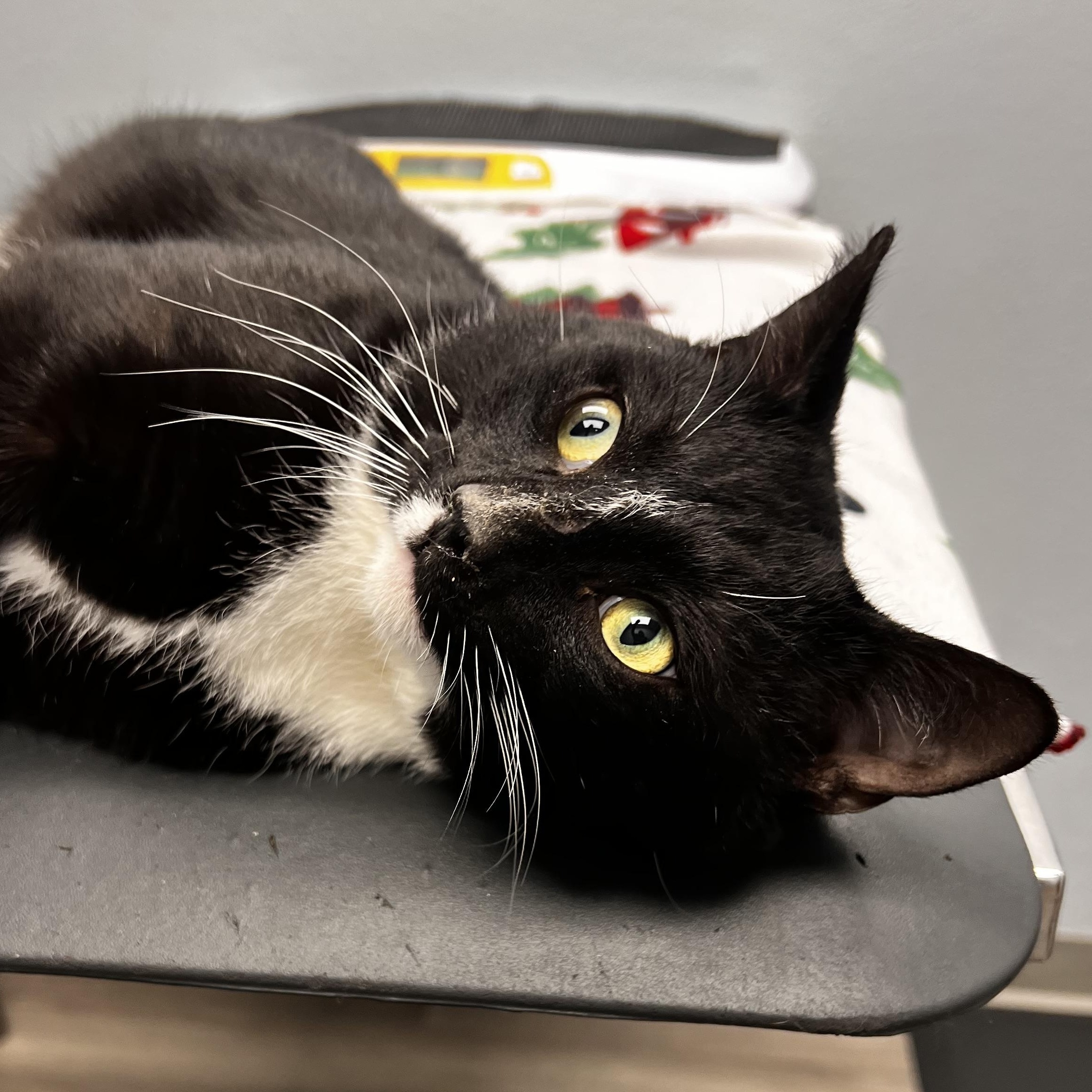 Enlarge Pirate Pete, an adopted mixed breed in Racine, WI image 3/4