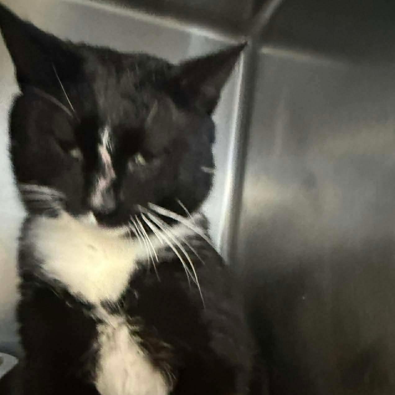 Enlarge Pirate Pete, an adopted mixed breed in Racine, WI image 4/4