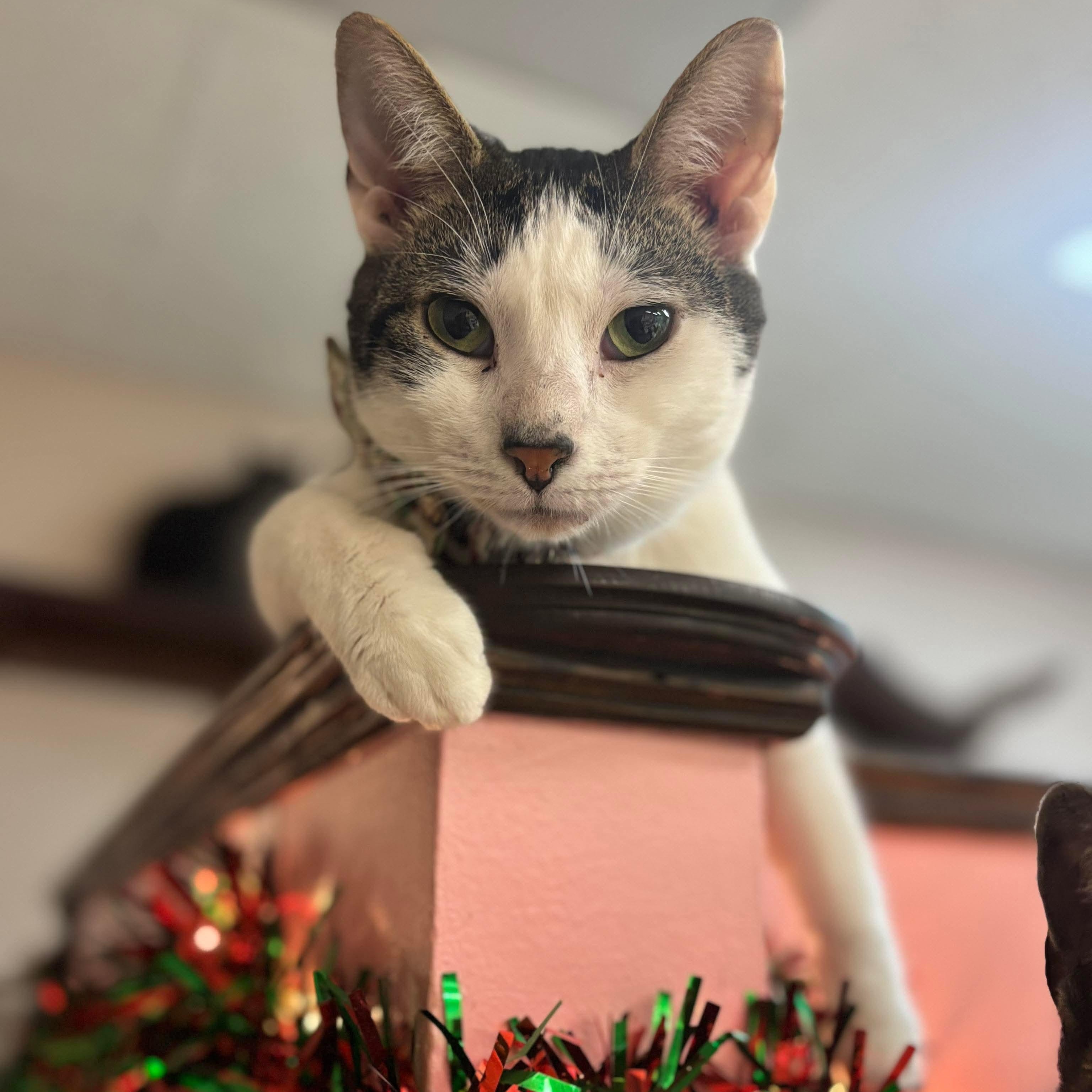 Enlarge Kit Kat , a Adoptable Domestic Short Hair in Philadelphia, PA image 1/4