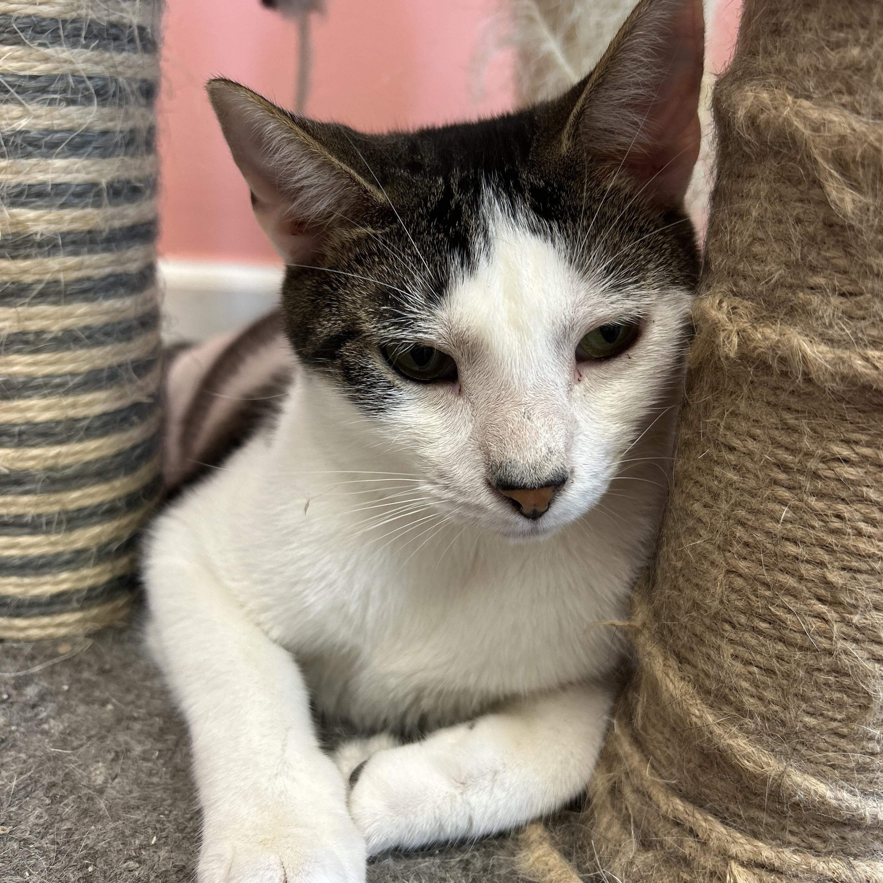 Enlarge Kit Kat , a Adoptable Domestic Short Hair in Philadelphia, PA image 3/4