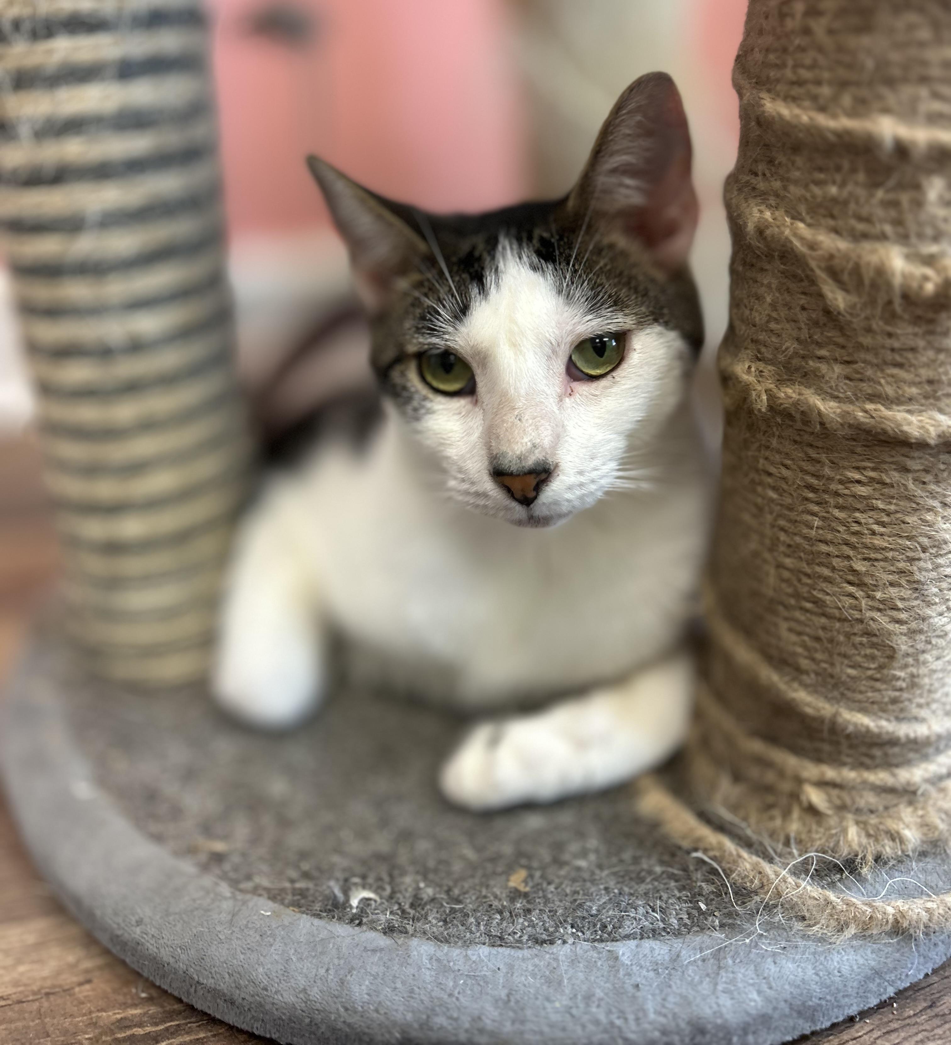 Enlarge Kit Kat , a Adoptable Domestic Short Hair in Philadelphia, PA image 2/4