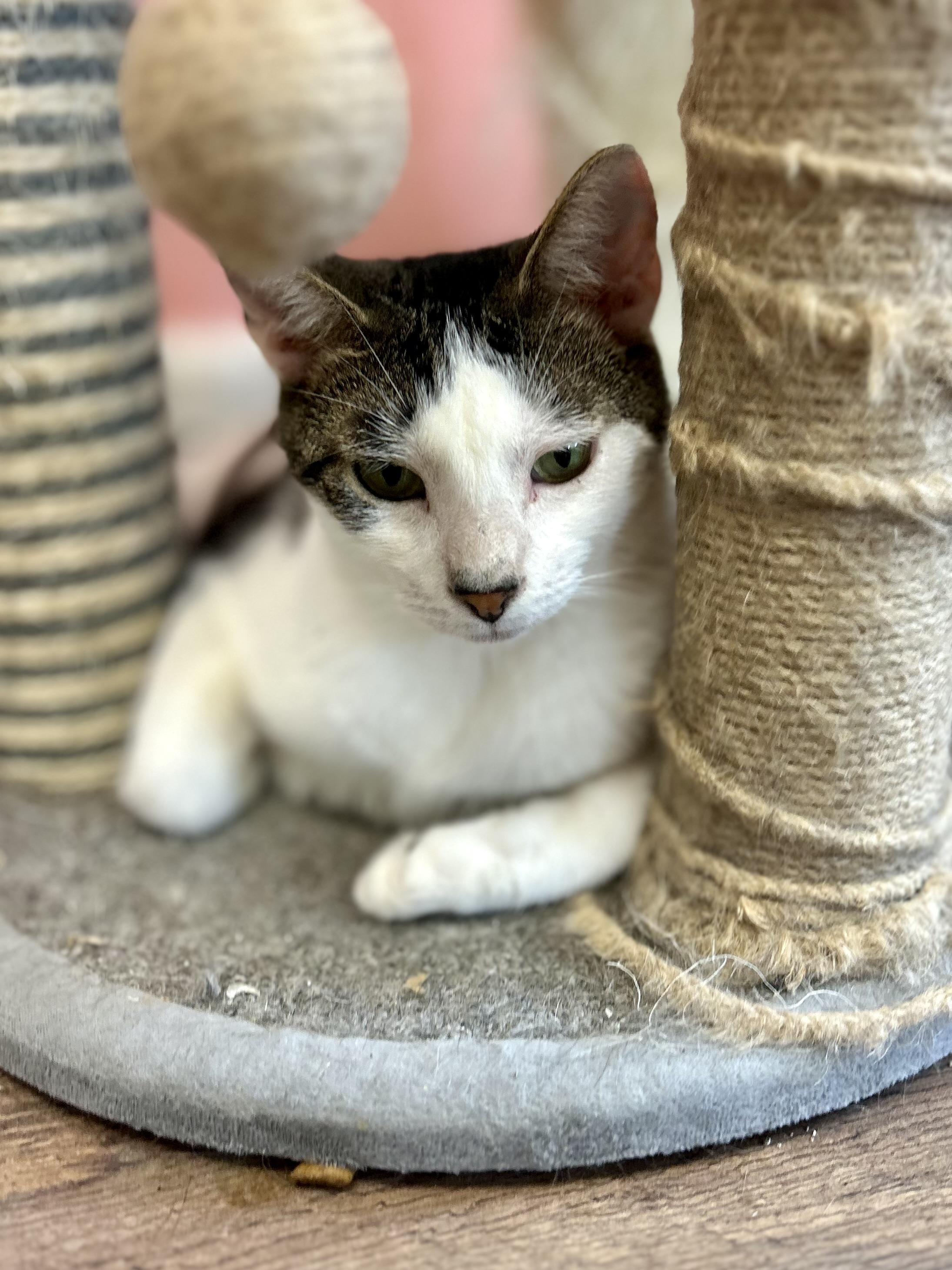 Enlarge Kit Kat , a Adoptable Domestic Short Hair in Philadelphia, PA image 4/4