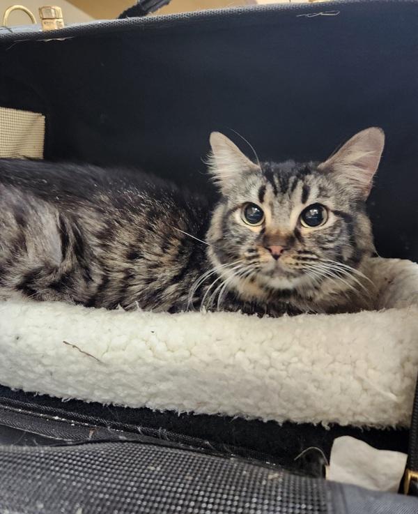 Zoe, Adoptable, Adult Female Domestic Short Hair.