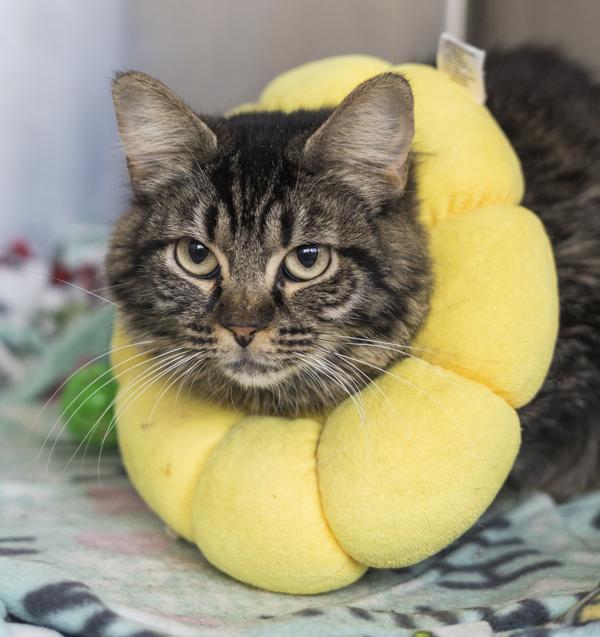 Enlarge Zoe, a Adoptable mixed breed in Kennewick, WA image 2/2