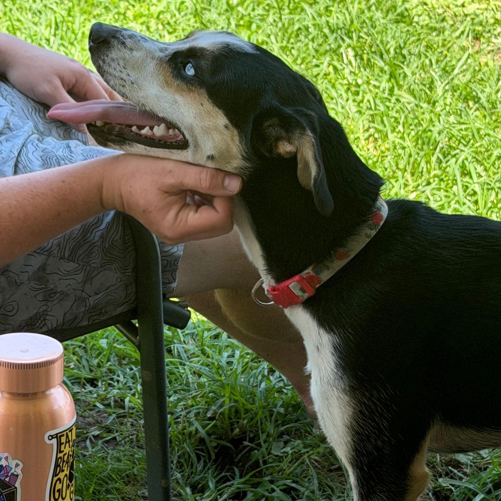 Enlarge Minnie, a Adoptable mixed breed in Huntington, WV image 1/3
