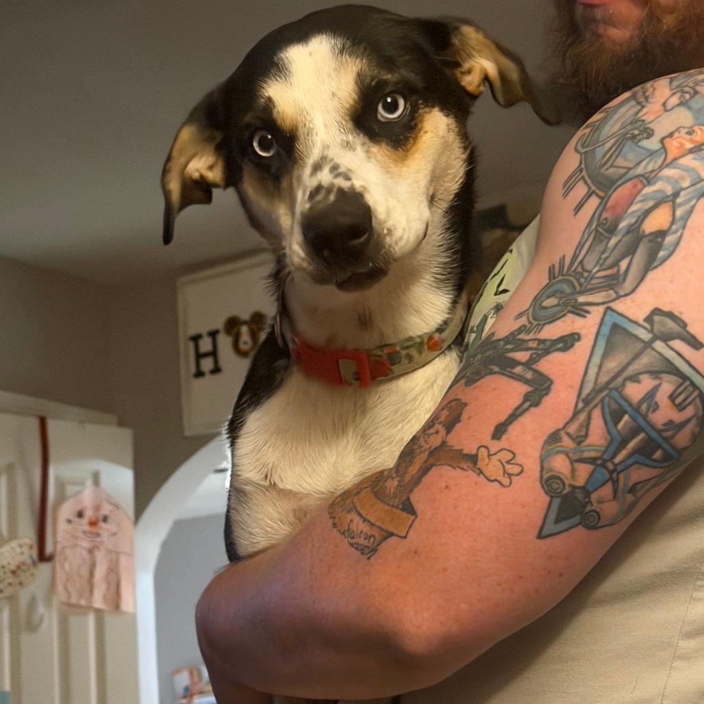 Enlarge Minnie, a Adoptable mixed breed in Huntington, WV image 2/3