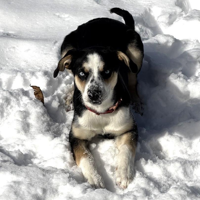 Enlarge Minnie, a Adoptable mixed breed in Huntington, WV image 3/3