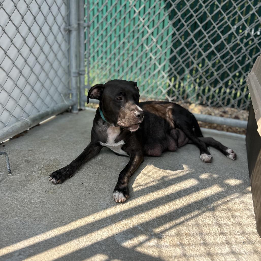 Enlarge SheRock, a Adoptable Mixed Breed in Mount Gilead, NC image 1/4