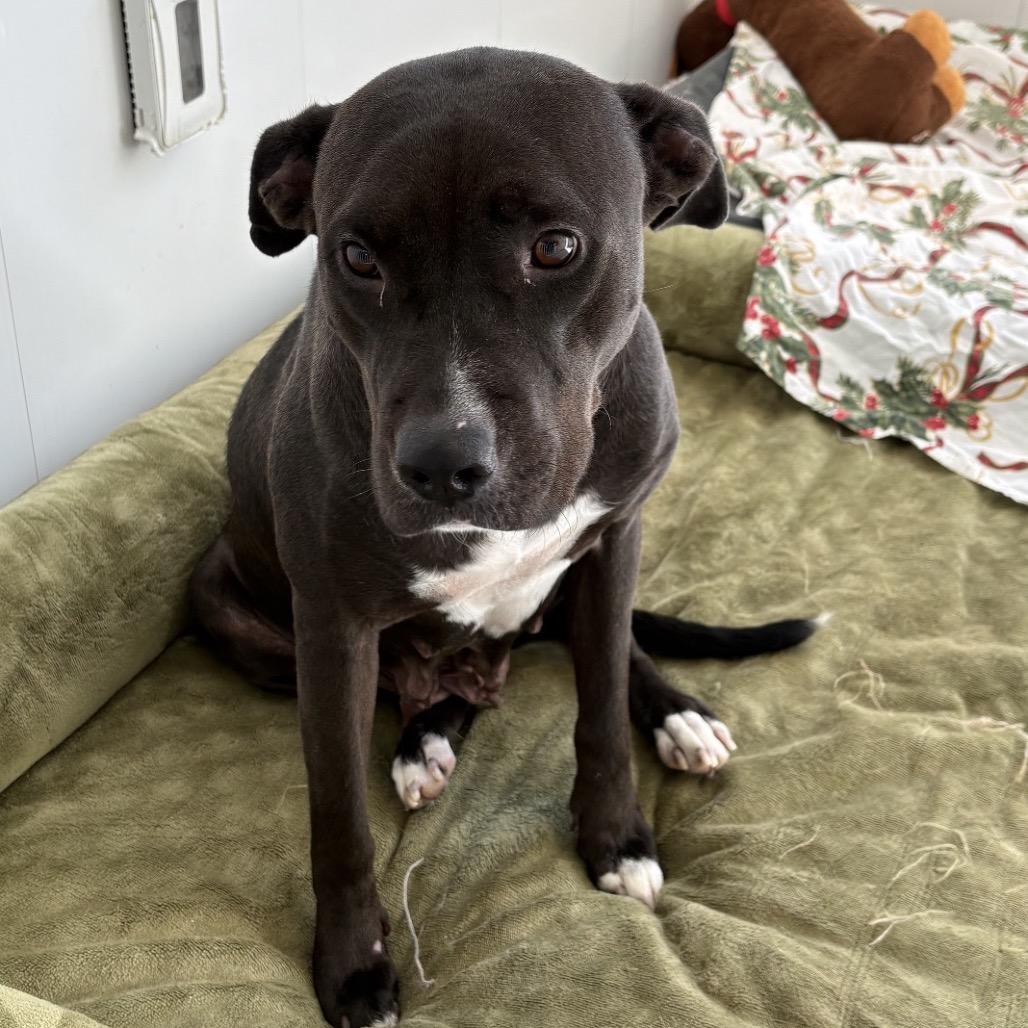 Enlarge SheRock, a Adoptable Mixed Breed in Mount Gilead, NC image 2/4