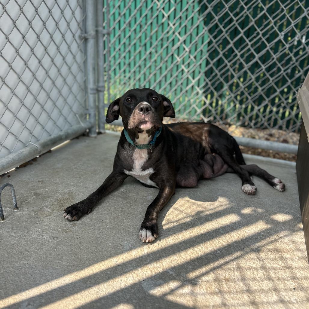Enlarge SheRock, a Adoptable Mixed Breed in Mount Gilead, NC image 3/4