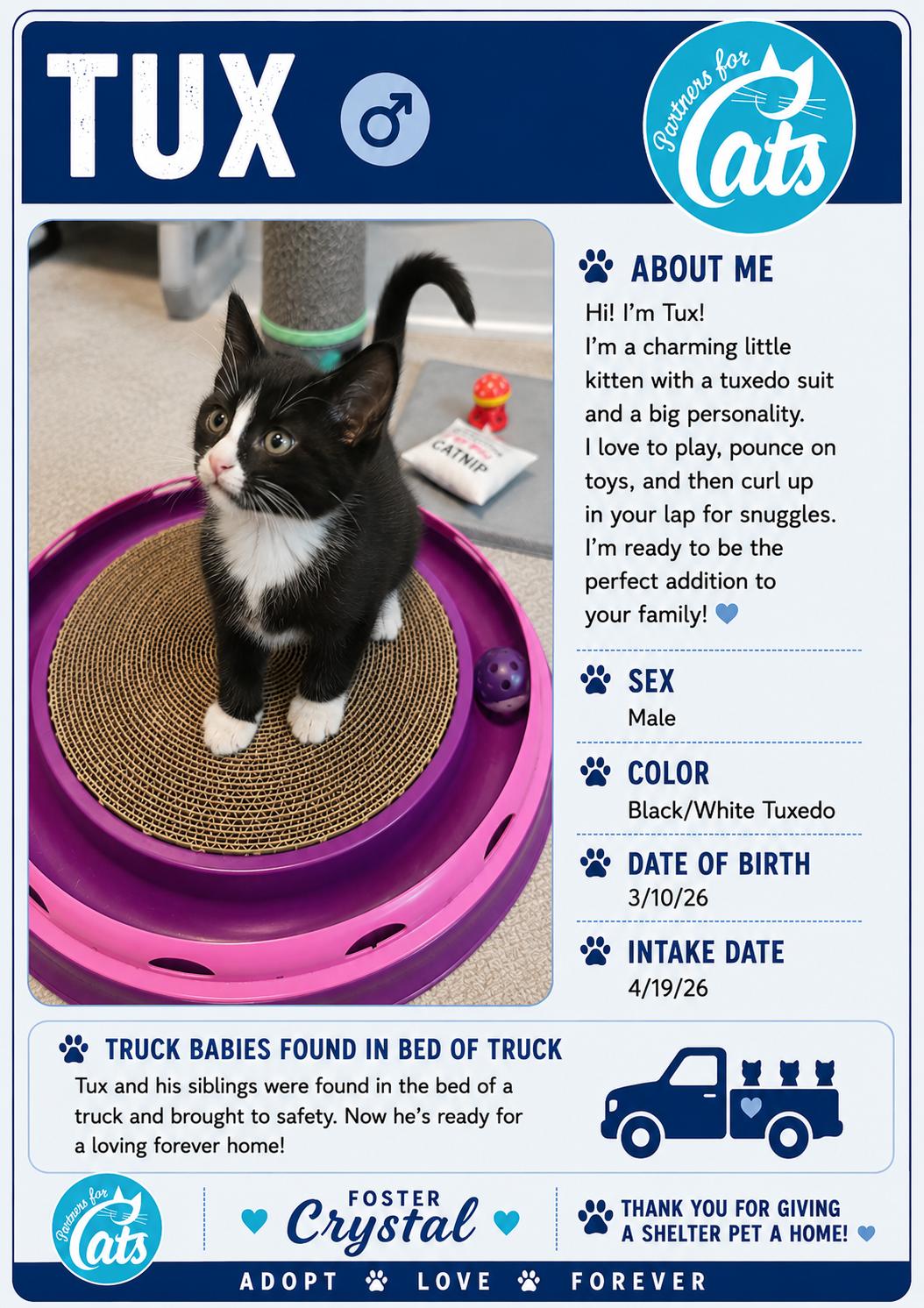 Enlarge Tux, a Adoptable mixed breed in Morganton, NC image 3/4