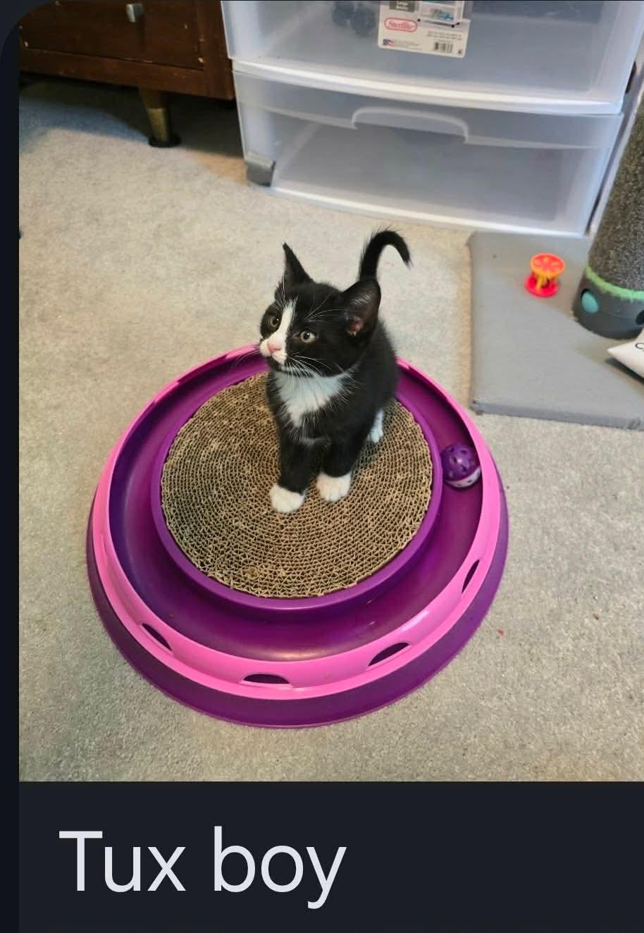Enlarge Tux, a Adoptable mixed breed in Morganton, NC image 4/4