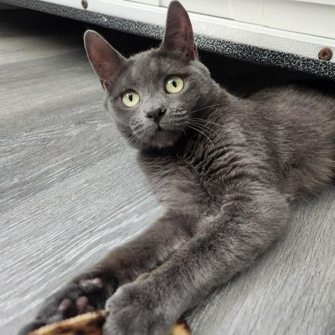 Dudley, Adoptable, Young Male Domestic Short Hair.