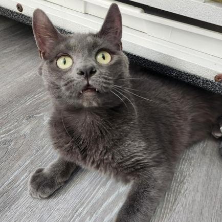 Enlarge Dudley, a Adoptable Domestic Short Hair in Talent, OR image 2/3