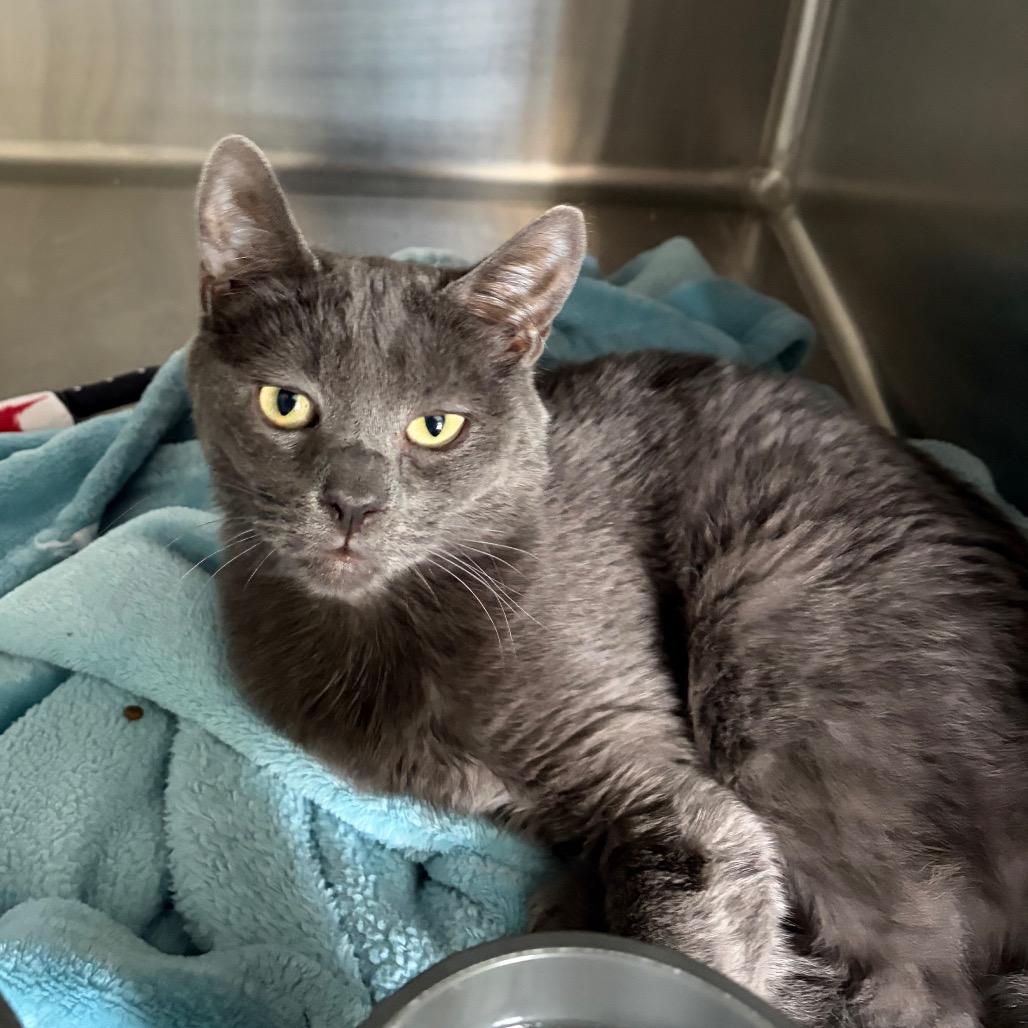 Enlarge Dudley, a Adoptable Domestic Short Hair in Talent, OR image 3/3