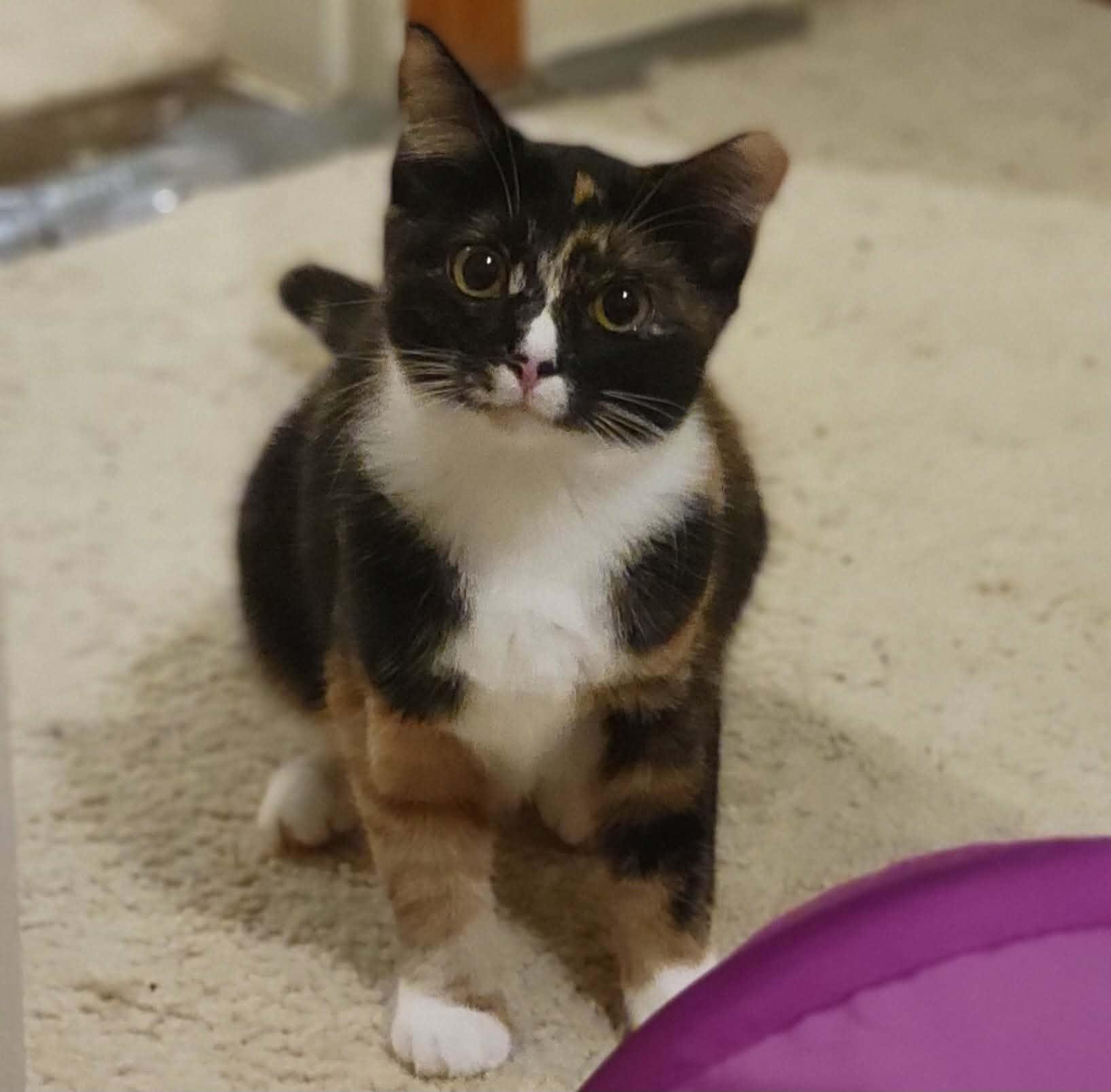 Enlarge Sarsaparilla, a ADOPTABLE Domestic Short Hair in Tulsa, OK image 2/2