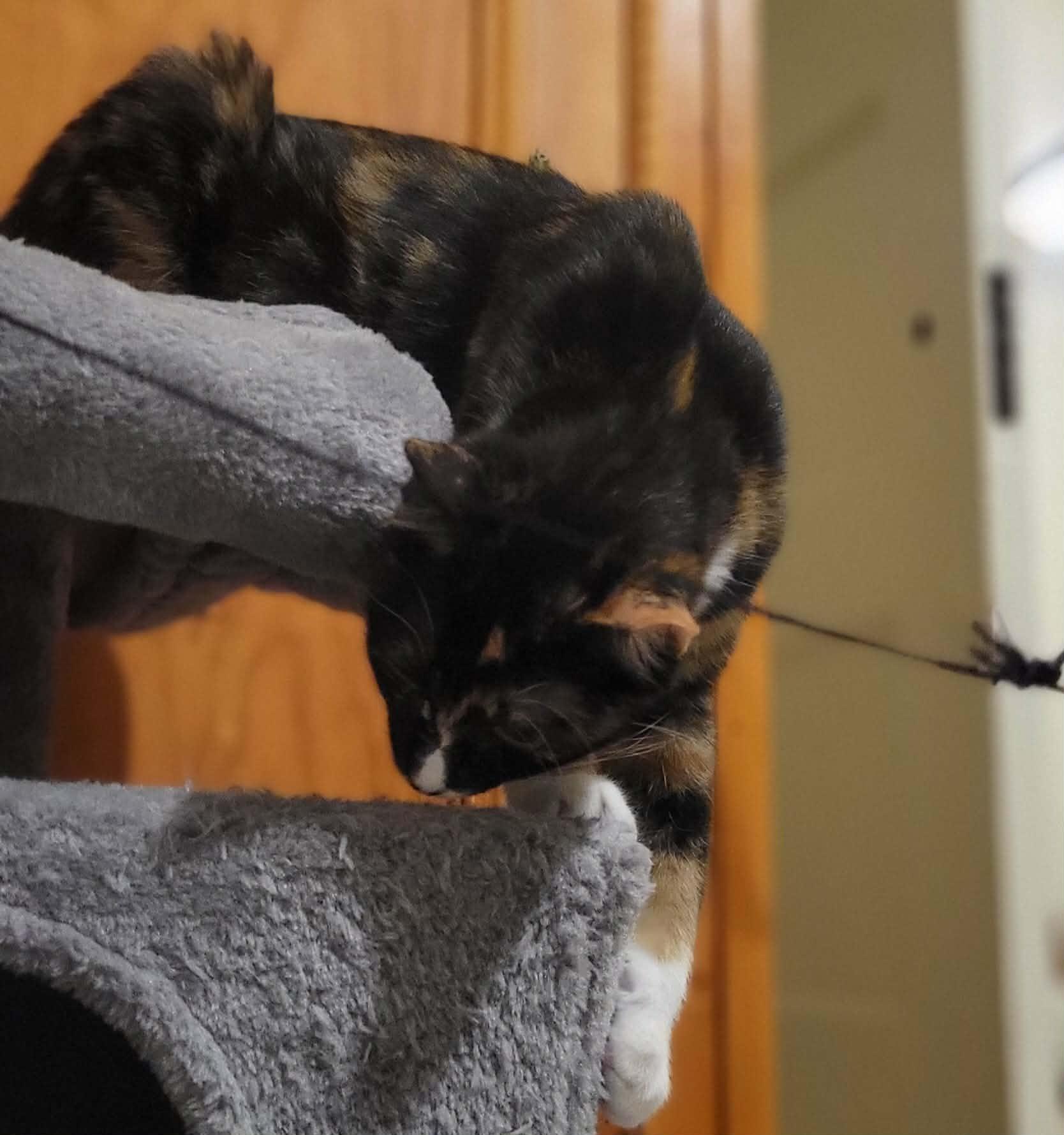 Sarsaparilla, ADOPTABLE, Kitten Female Domestic Short Hair.