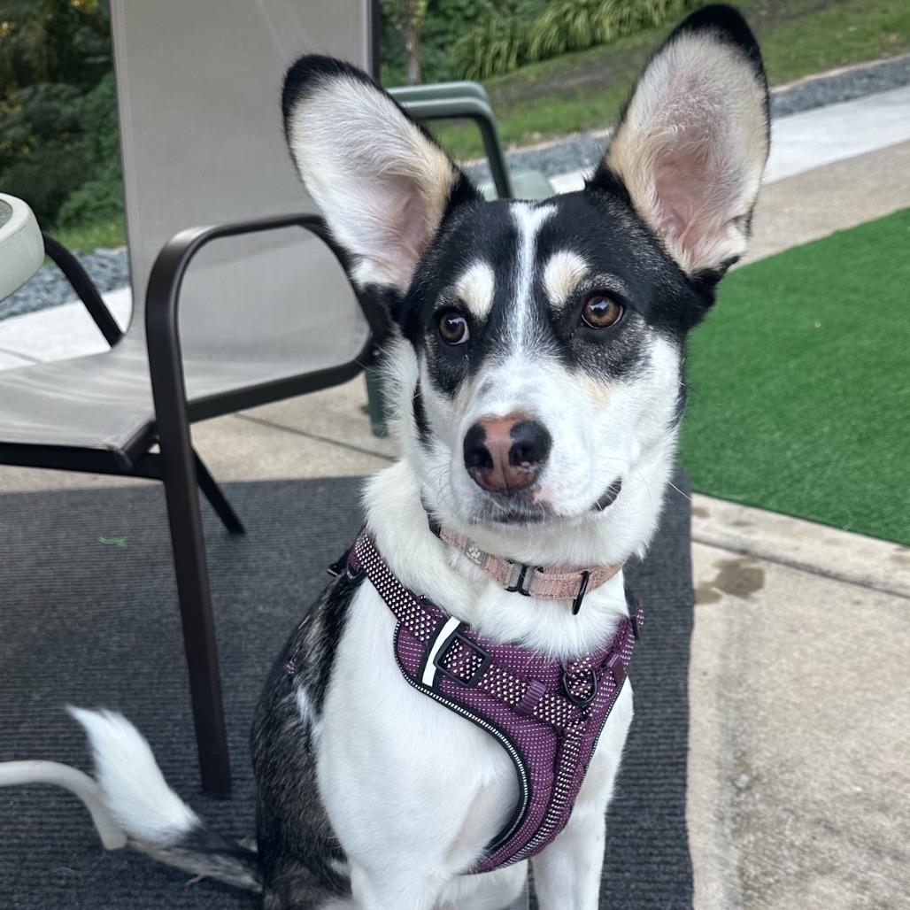 Bramble, Adoptable, Young Female Mixed Breed.