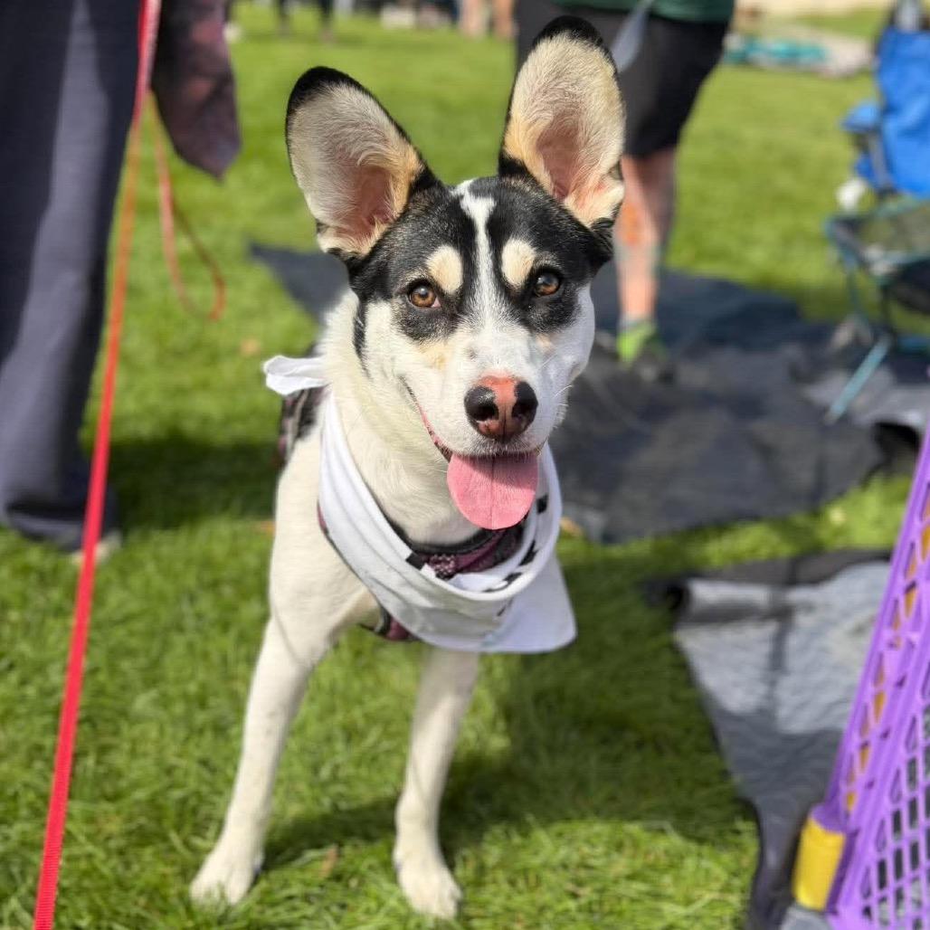 Enlarge Bramble, a Adoptable Mixed Breed in Monticello, MN image 3/6