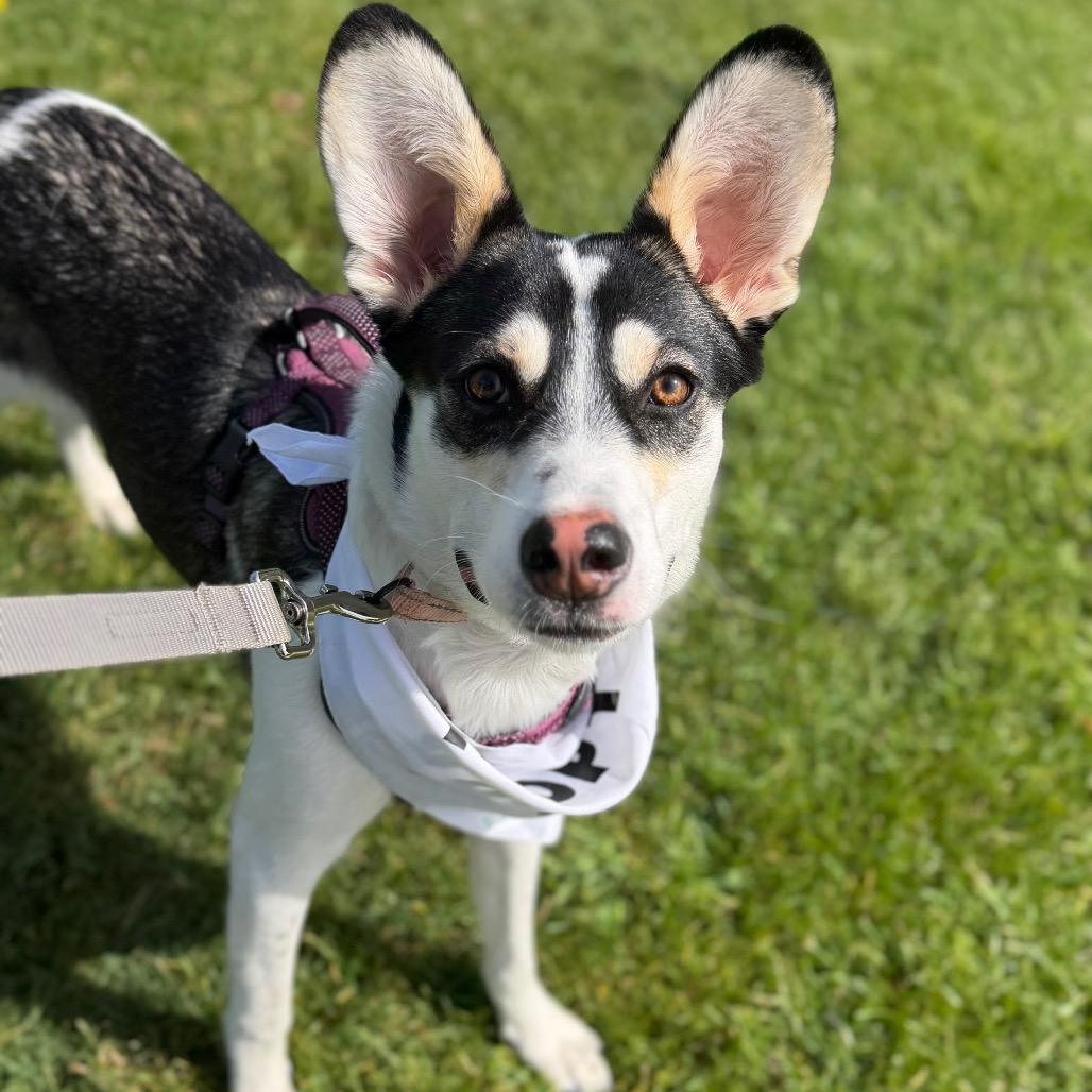 Enlarge Bramble, a Adoptable Mixed Breed in Monticello, MN image 4/6