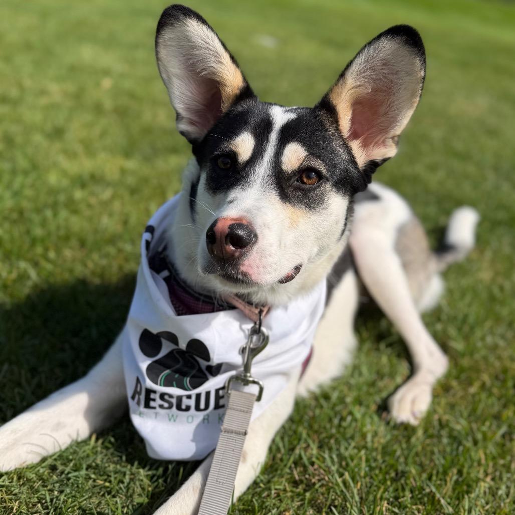 Enlarge Bramble, a Adoptable Mixed Breed in Monticello, MN image 5/6