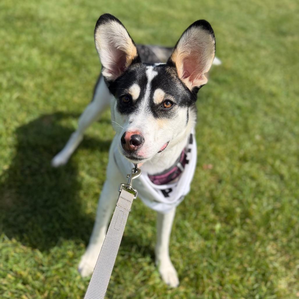 Enlarge Bramble, a Adoptable Mixed Breed in Monticello, MN image 6/6