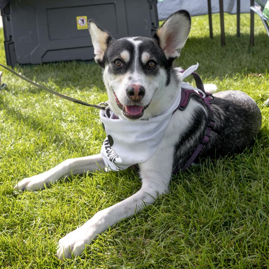 Enlarge Bramble, a Adoptable Mixed Breed in Monticello, MN image 1/6